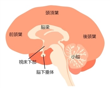 脳の形成